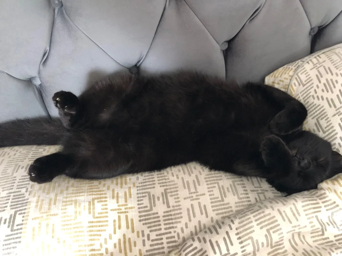 Cat - Image 2