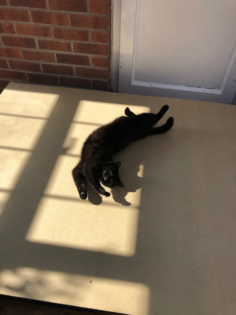 Cat - Image 3