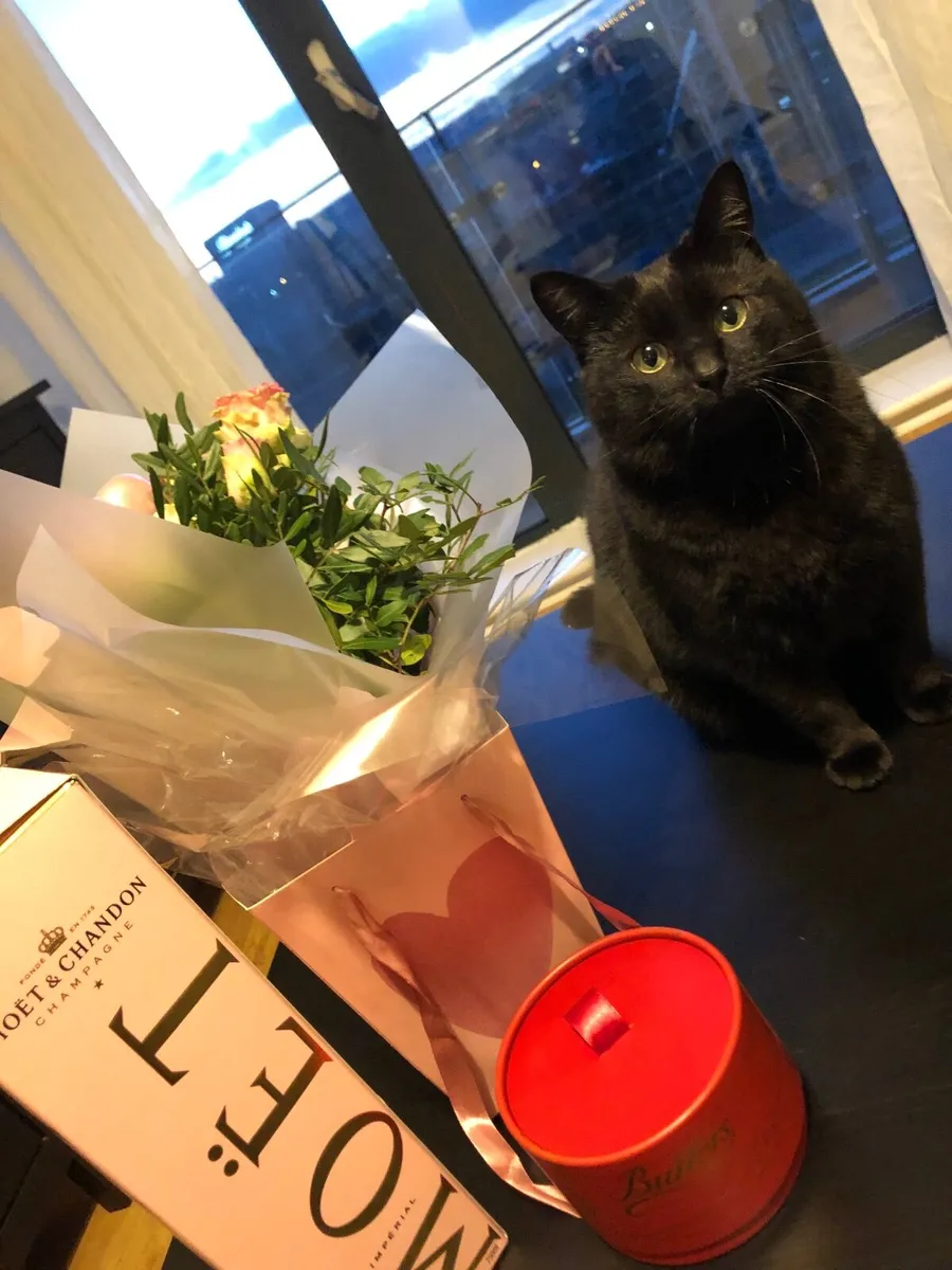 Cat - Image 4