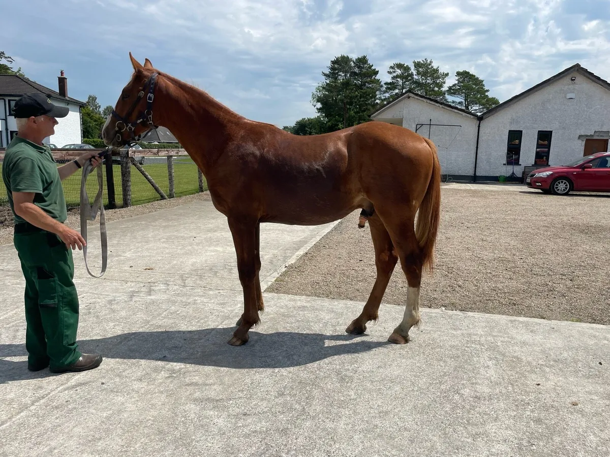 Irish Draught Yearling colt - Image 2