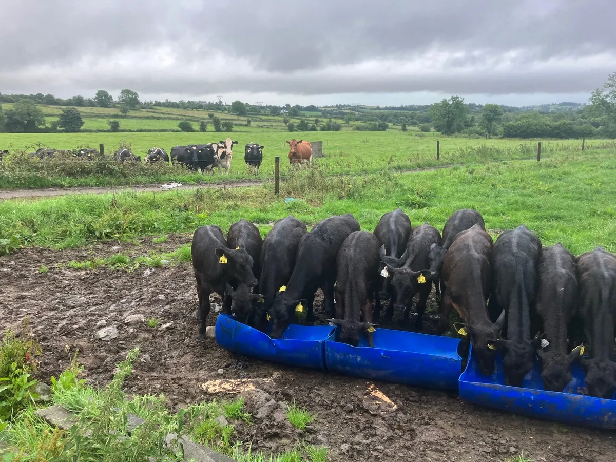 11aa bulls 7 aa heifers - Image 2