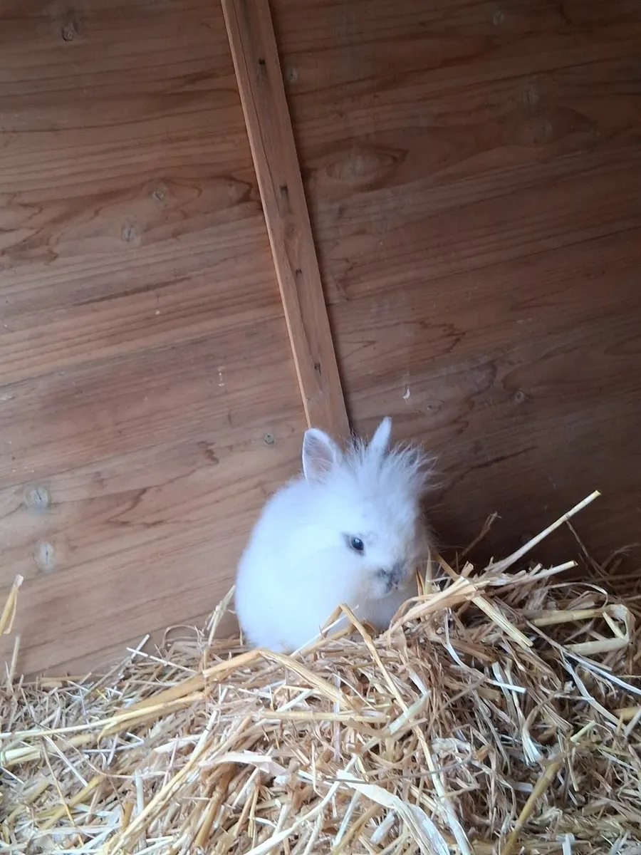 Lionhead Bunny Rabbits - Image 1