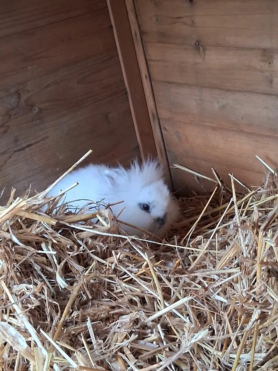 Lionhead Bunny Rabbits - Image 2