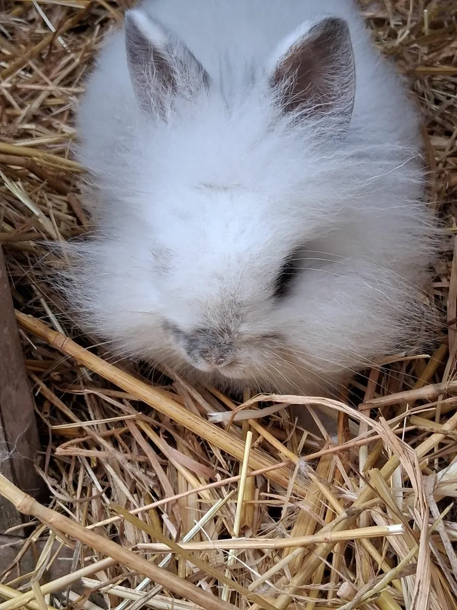 Lionhead Bunny Rabbits - Image 3