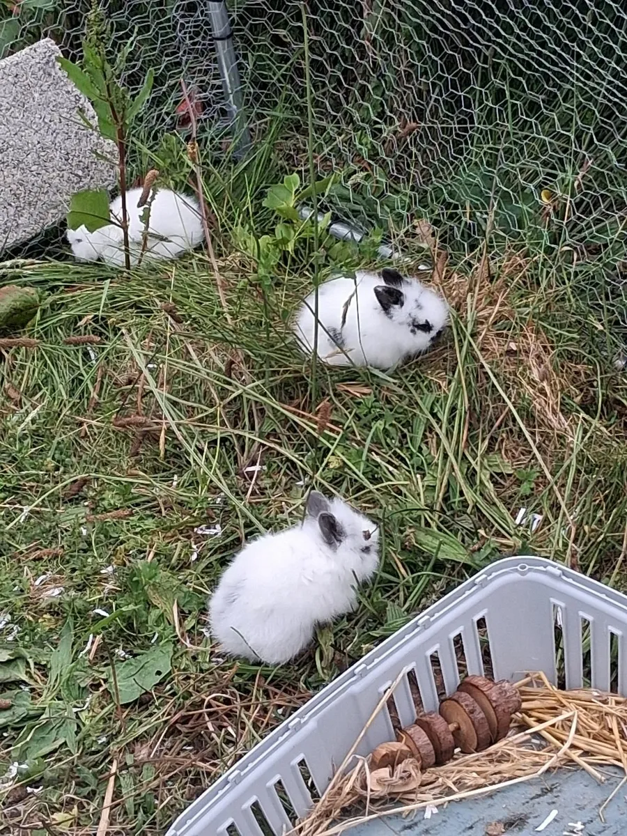 Lionhead Bunny Rabbits - Image 4