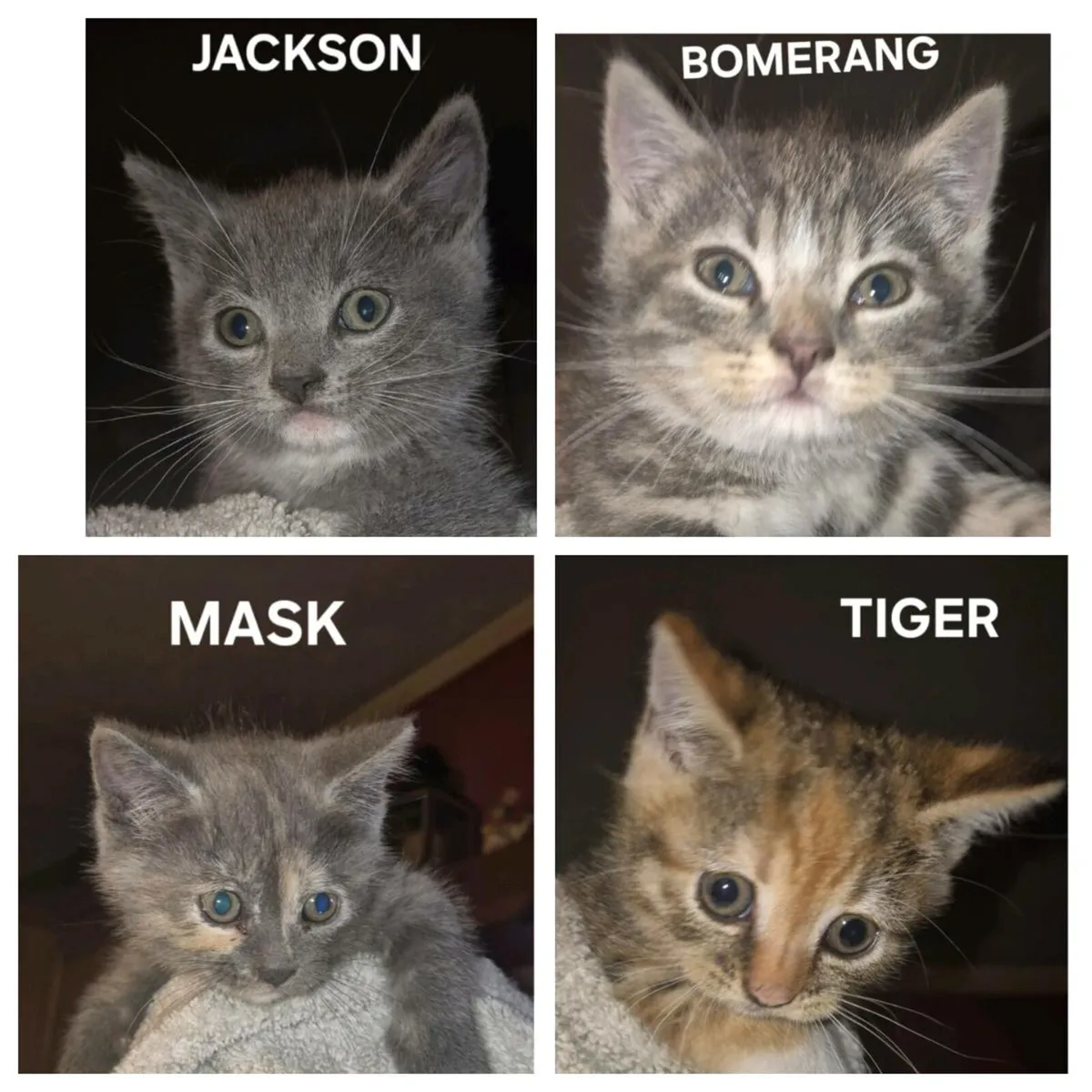 British shorthair/ red tiger 🐅 kittens - Image 1