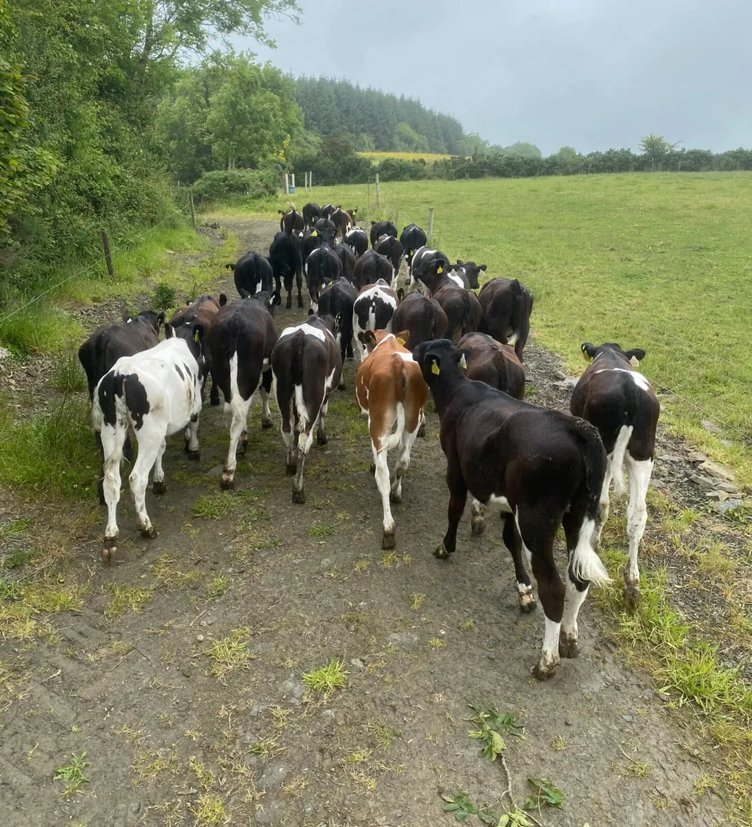 Farm worker / herds person wanted - Image 4