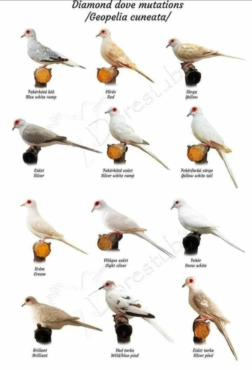 WANTED - hand-reared/tamed DIAMOND DOVES
