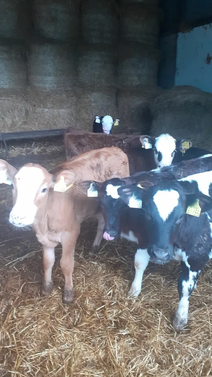 Grass calves for sale - Image 1