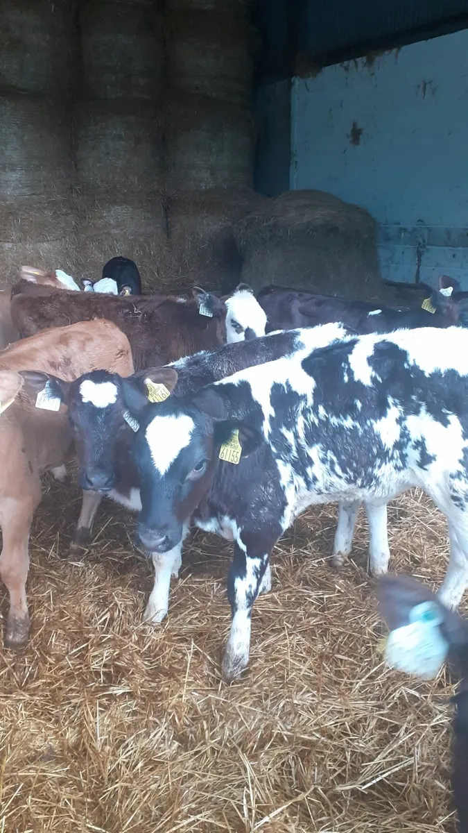 Grass calves for sale - Image 2