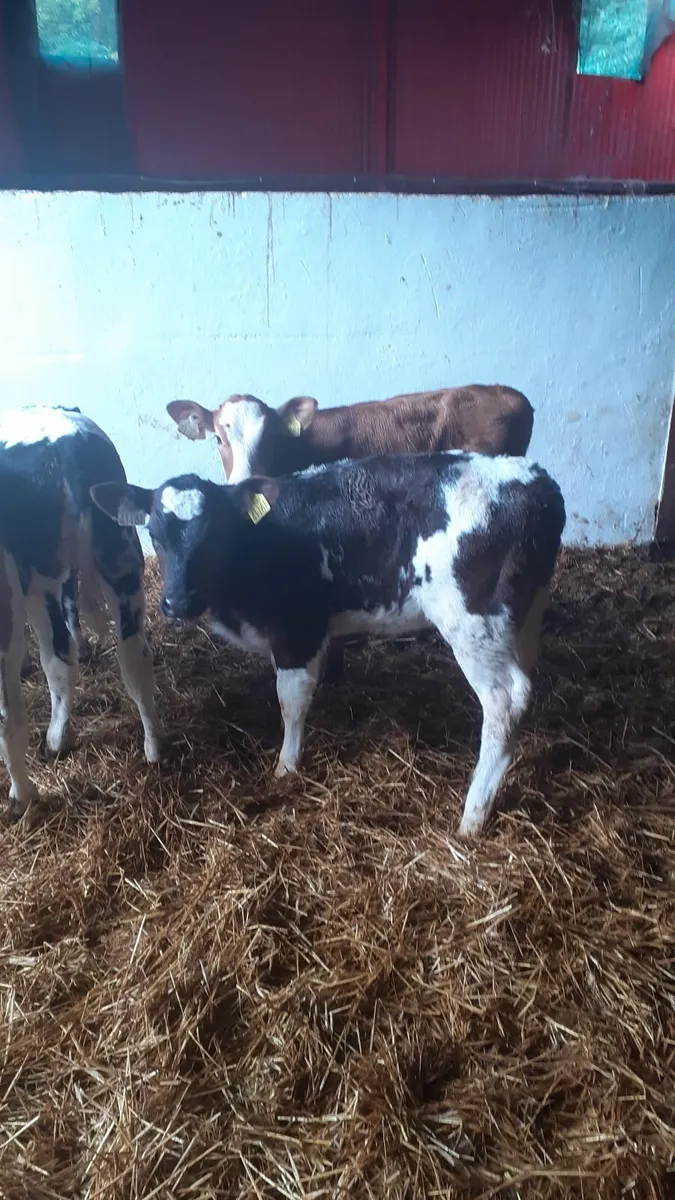 Grass calves for sale - Image 3