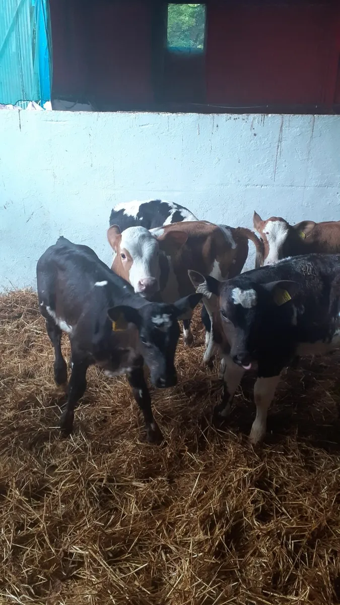 Grass calves for sale - Image 4