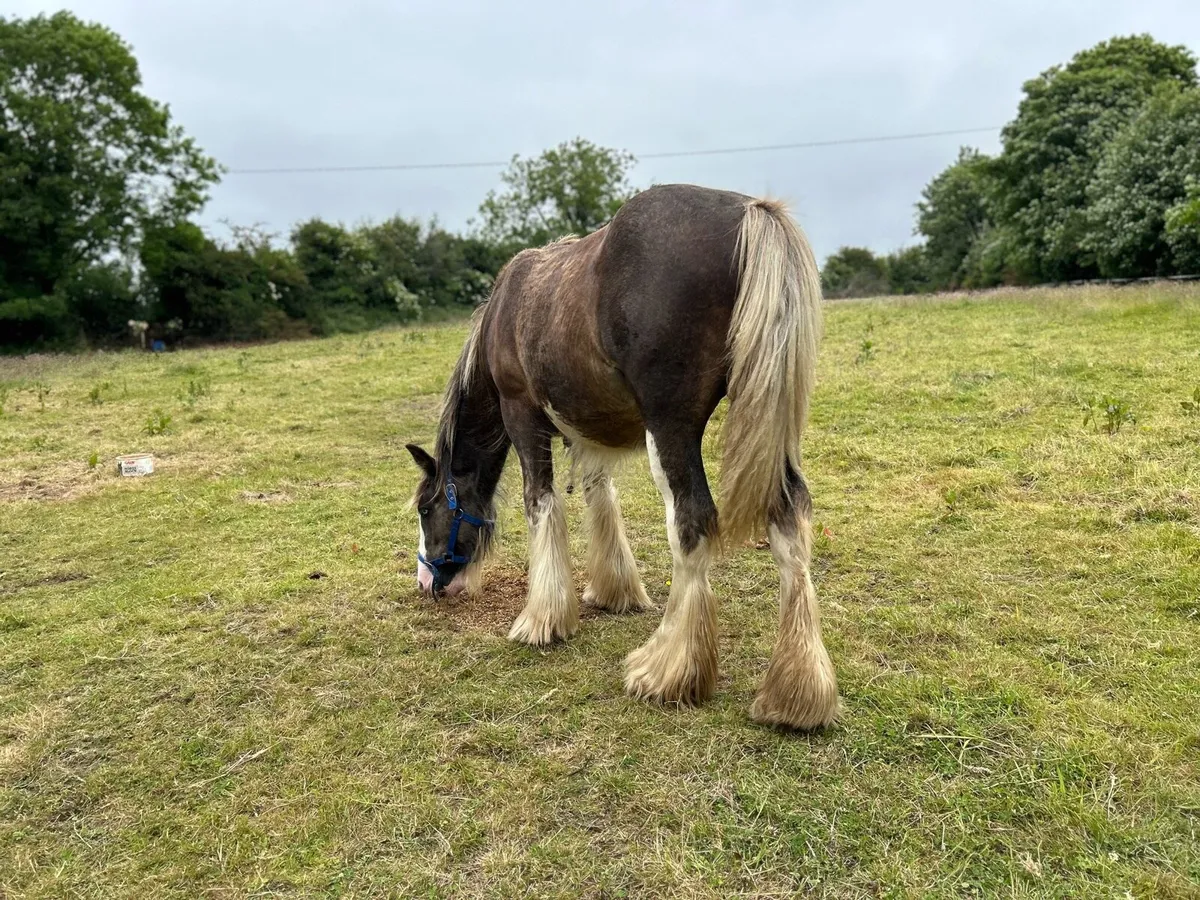 11 months old filly - Image 1