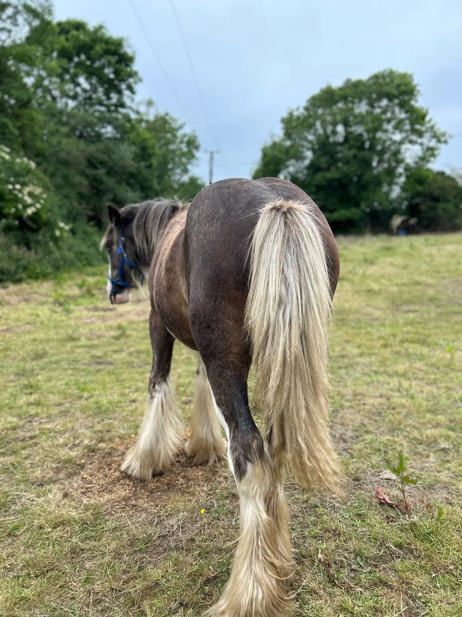 11 months old filly - Image 3