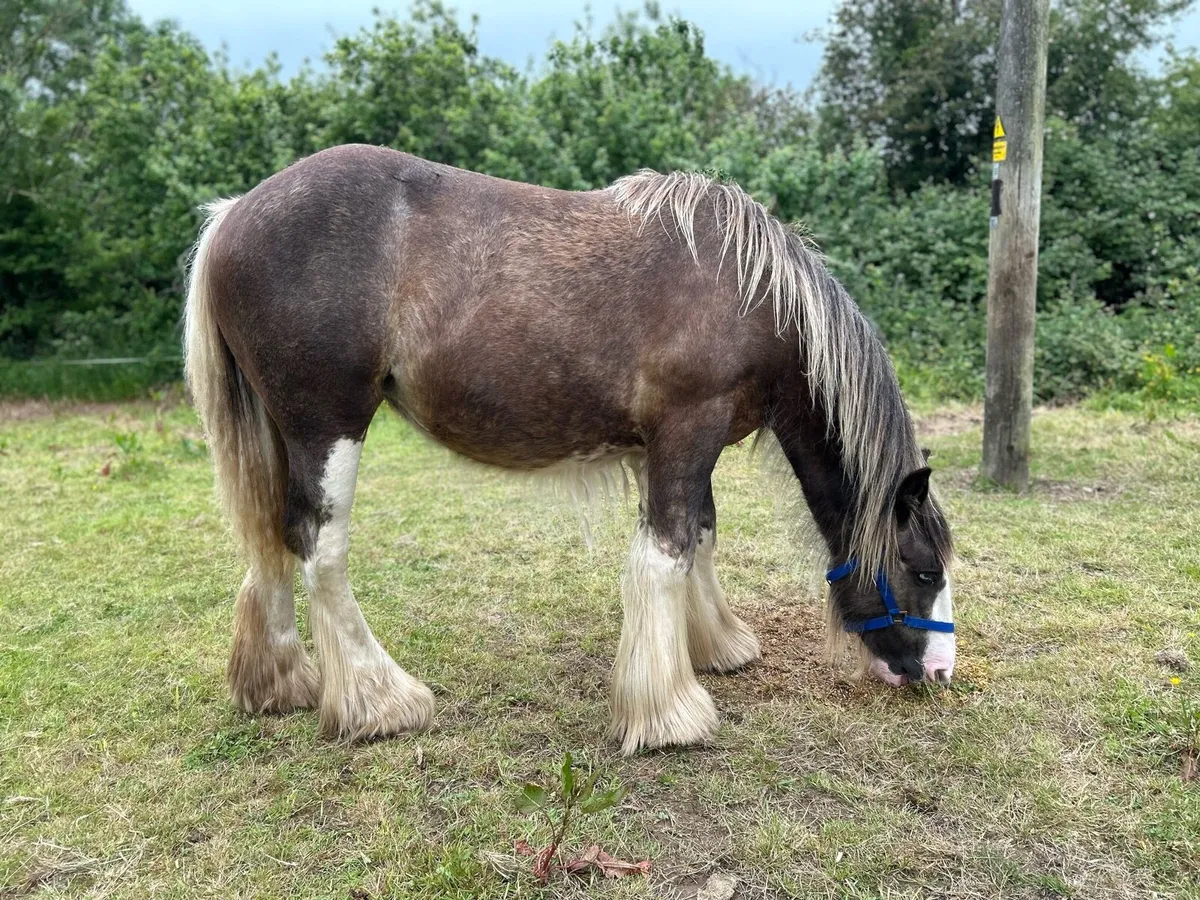 11 months old filly - Image 4