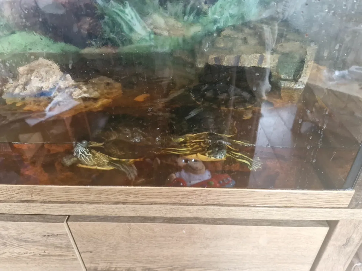Turtles - Image 1