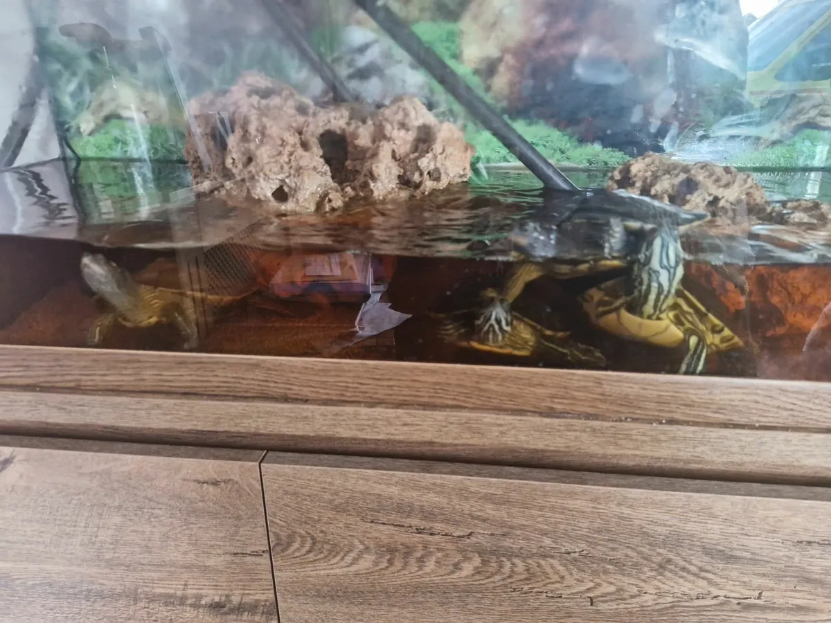 Turtles - Image 2