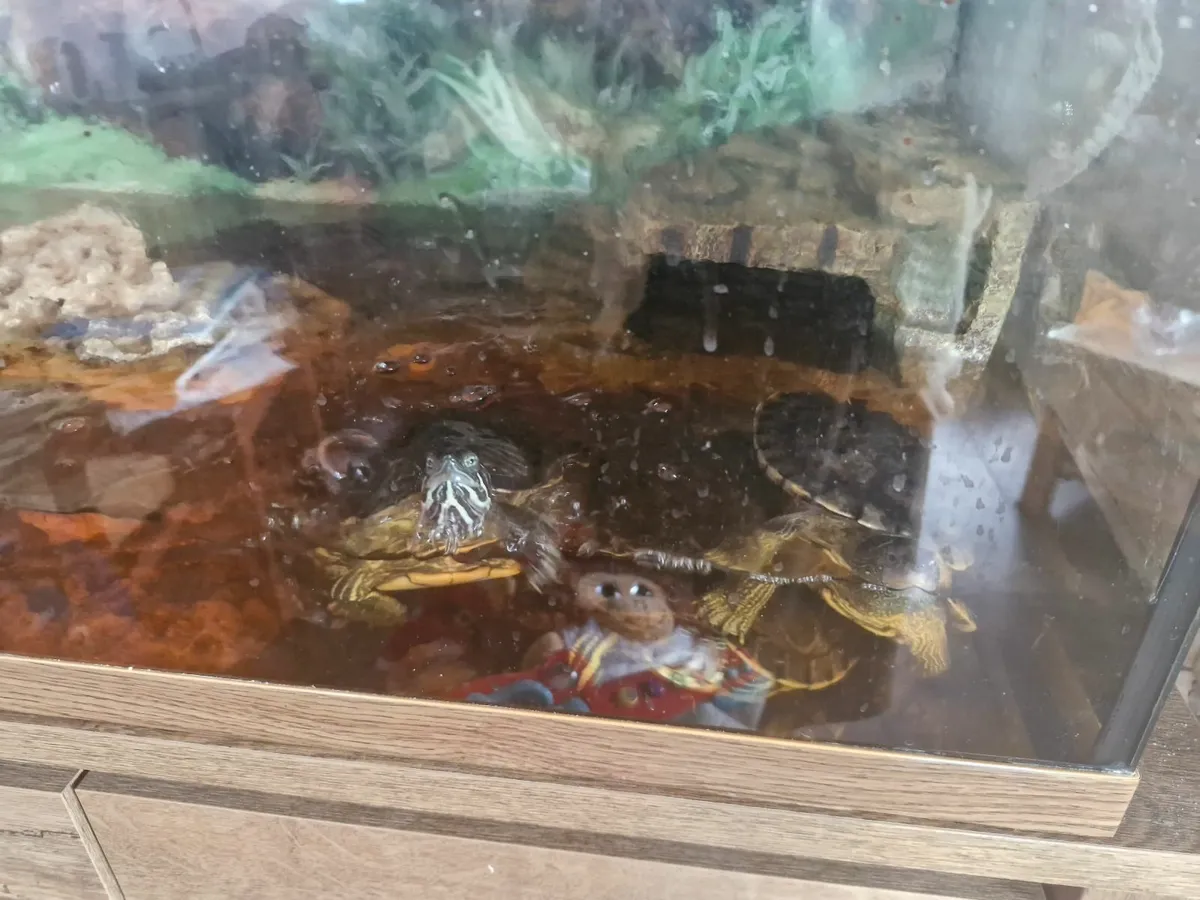 Turtles - Image 3