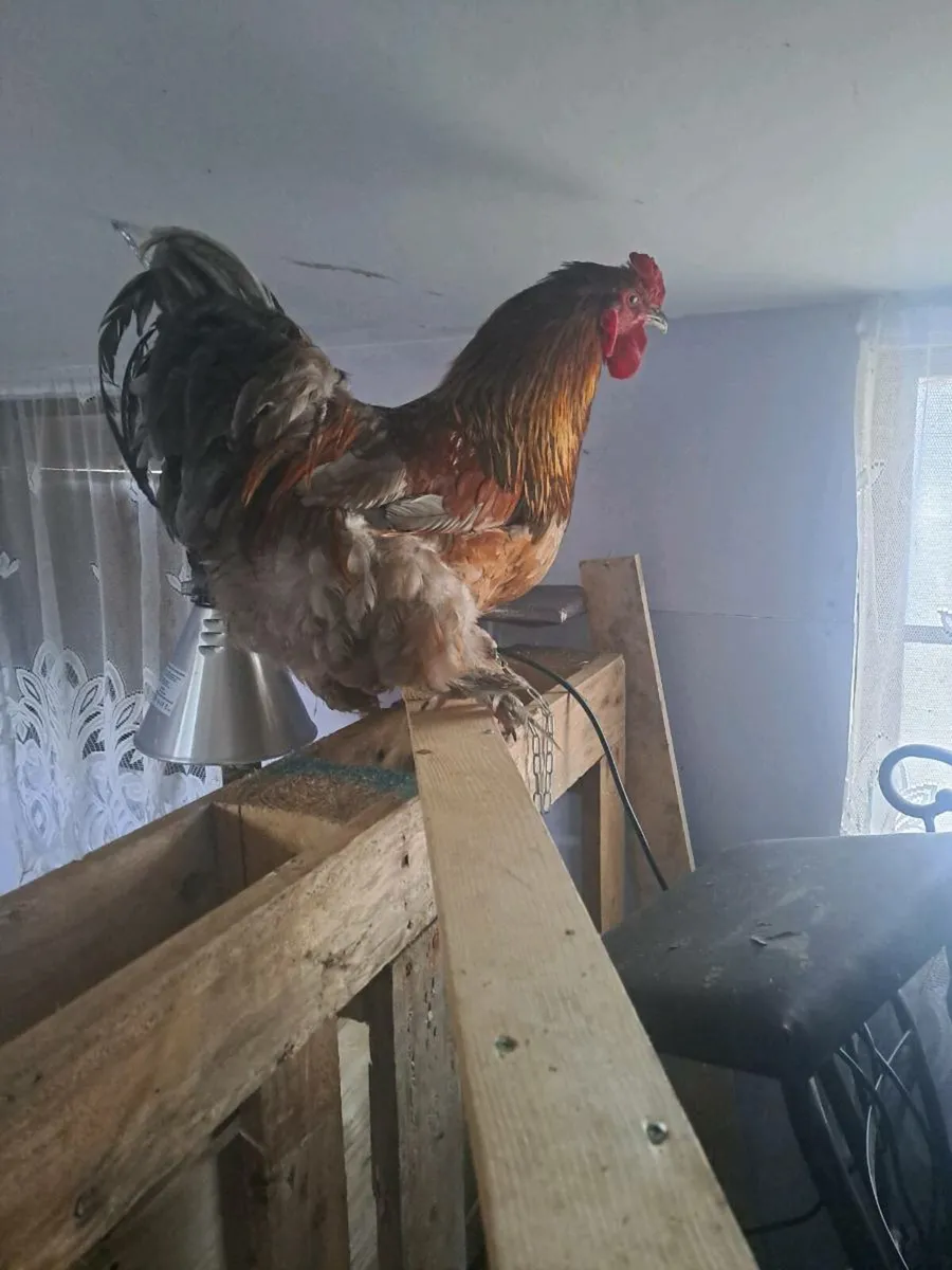 Roosters - Image 1