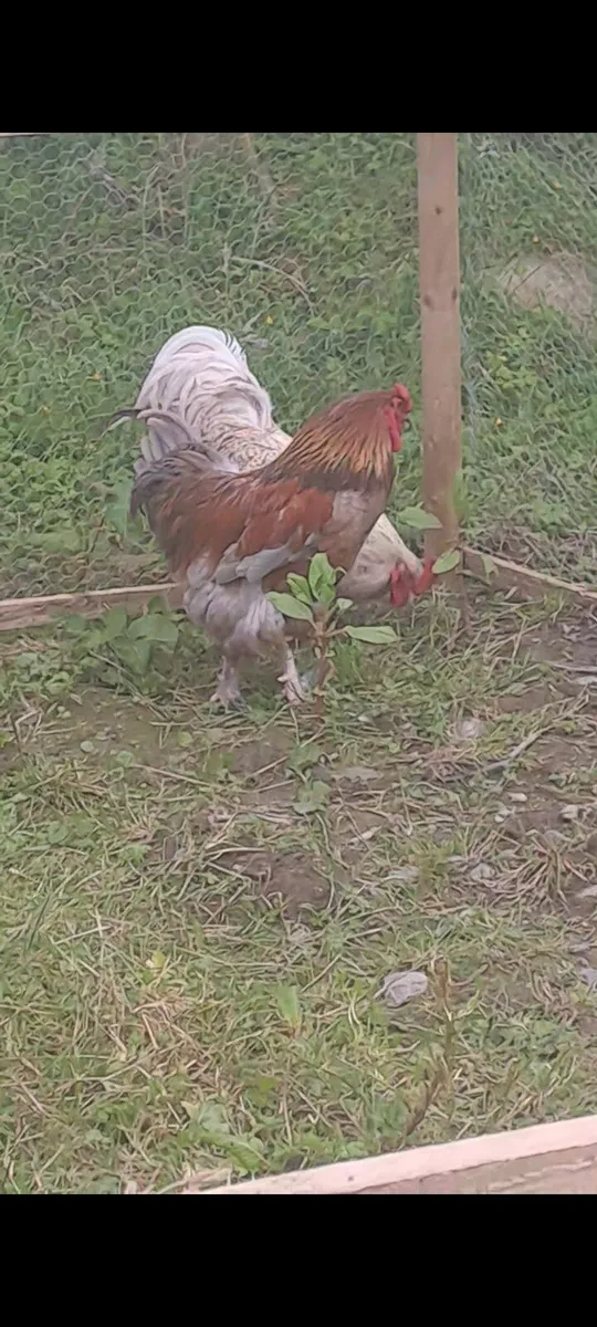 Roosters - Image 2