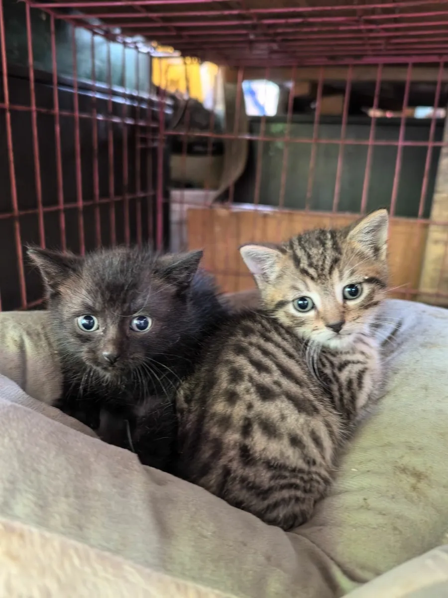 Kittens - Image 1
