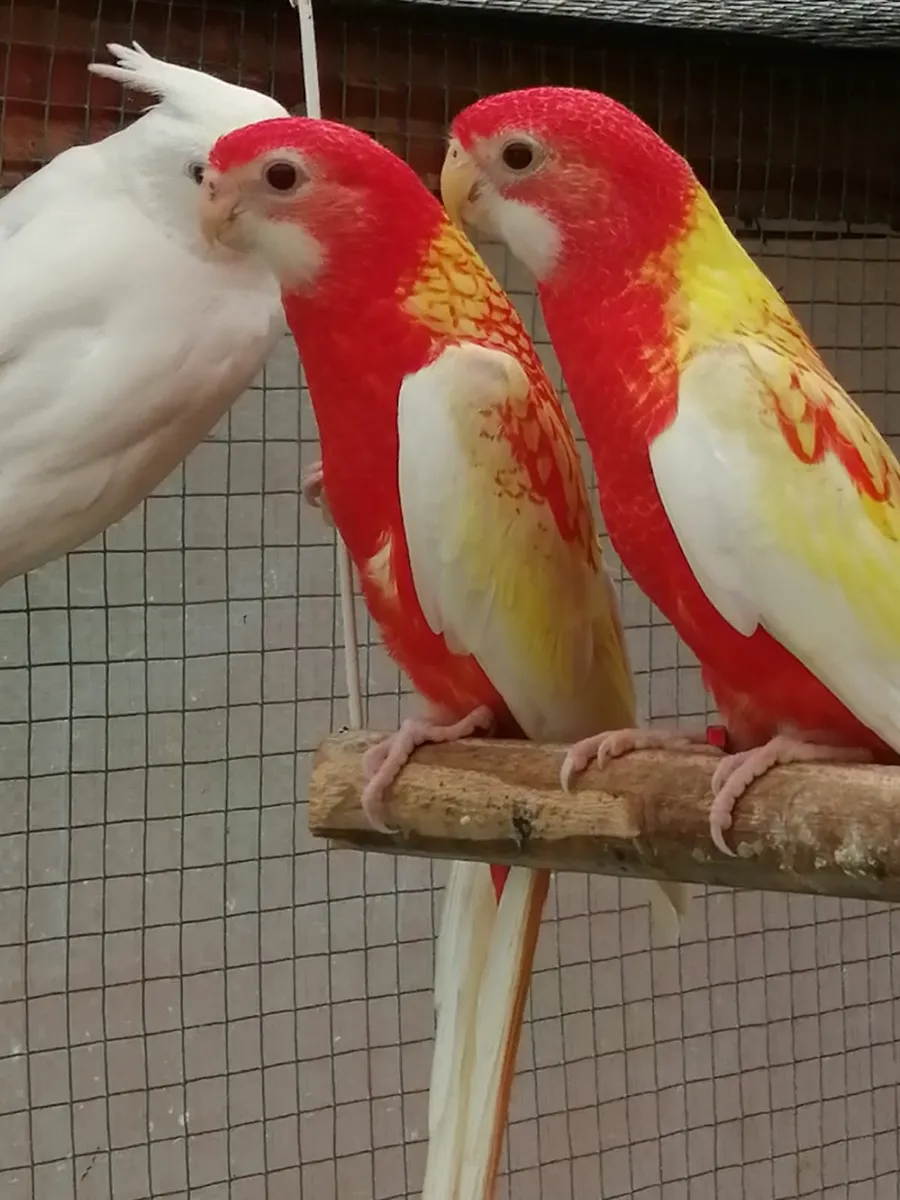 Hand fed conure,rossella, love birds, cockatiels, - Image 2