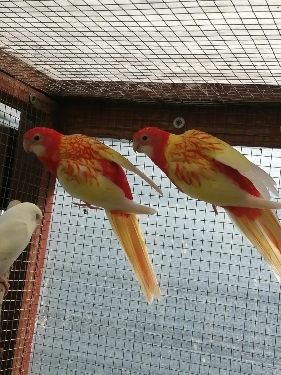 Hand fed conure,rossella, love birds, cockatiels, - Image 3