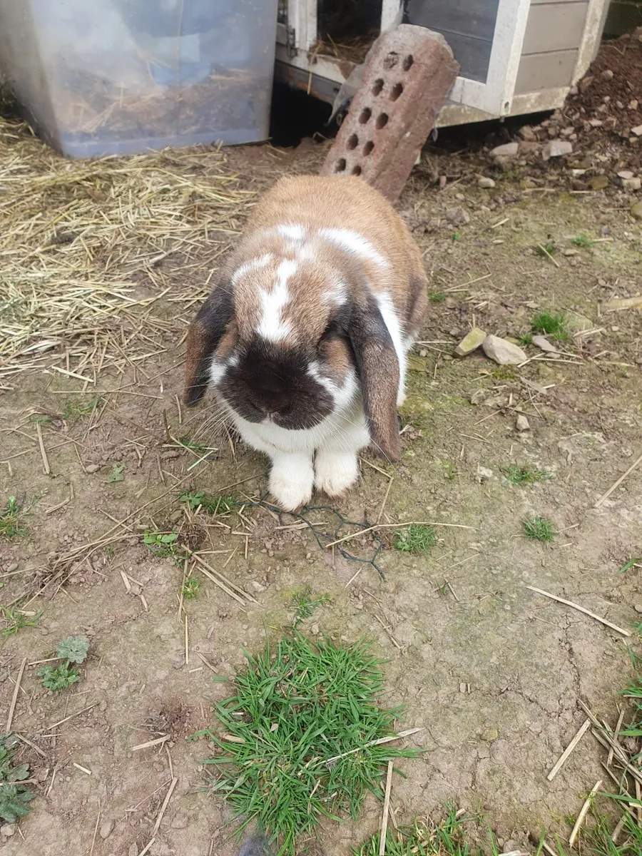 Rabbits - Image 1