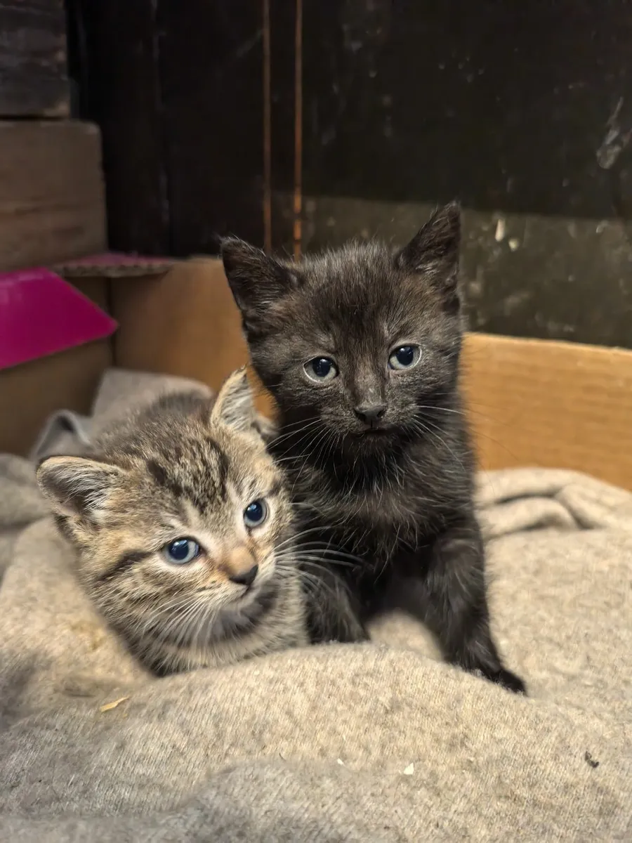 Kittens - Image 2