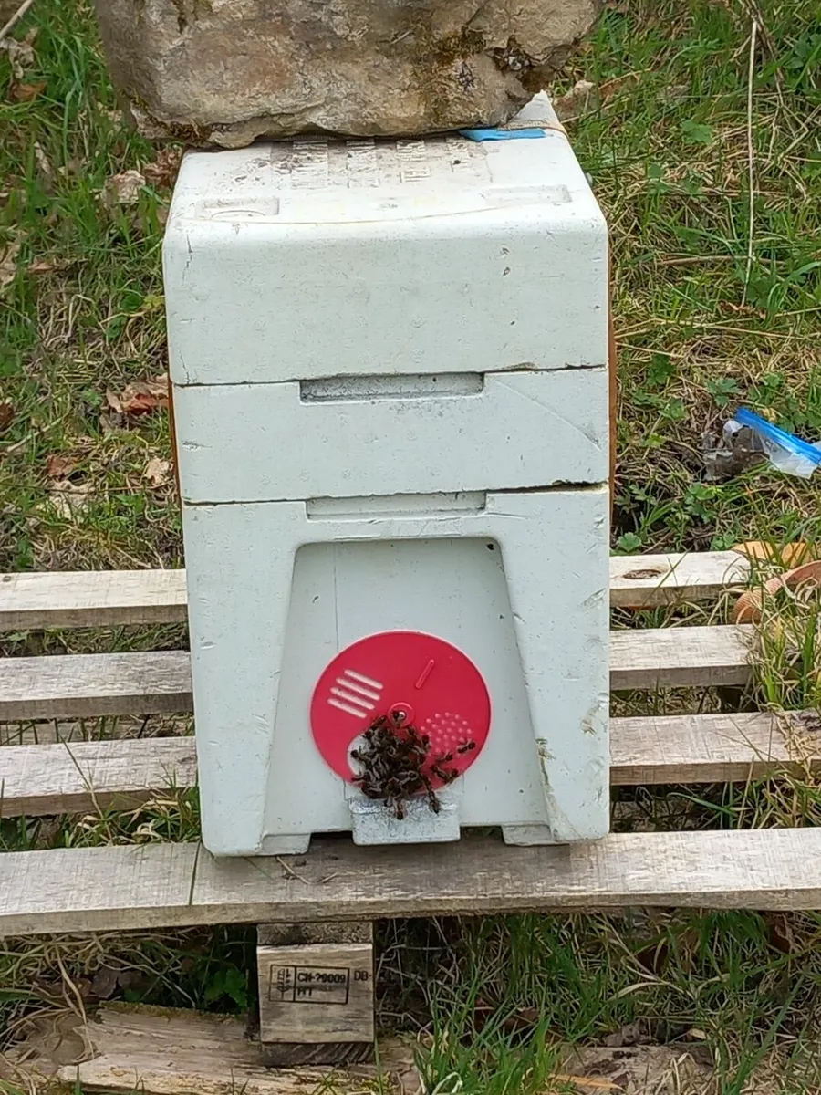 Beehives and nukes - Image 1