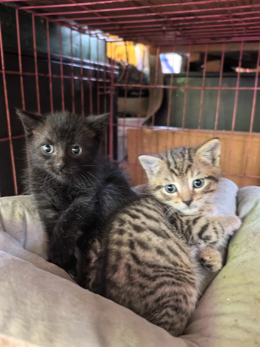 Kittens - Image 3
