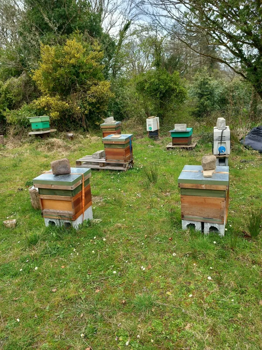 Beehives and nukes - Image 3