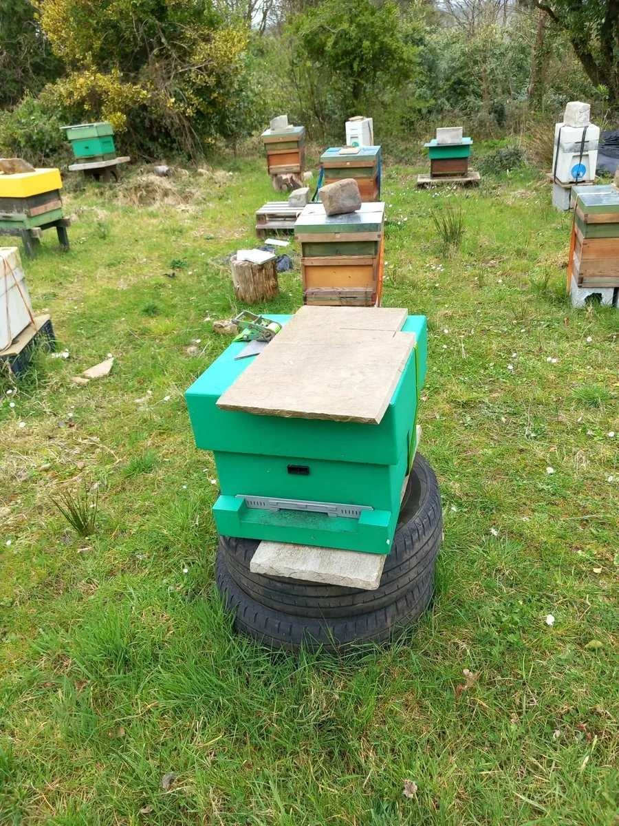 Beehives and nukes - Image 4