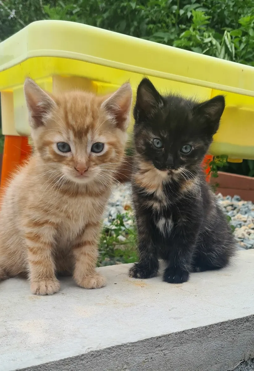 2 beautiful playful Kittens - Image 1