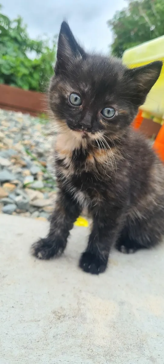 2 beautiful playful Kittens - Image 2