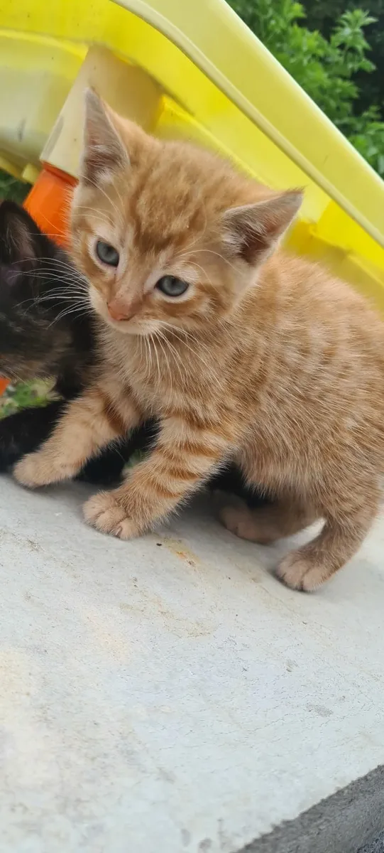 2 beautiful playful Kittens - Image 3