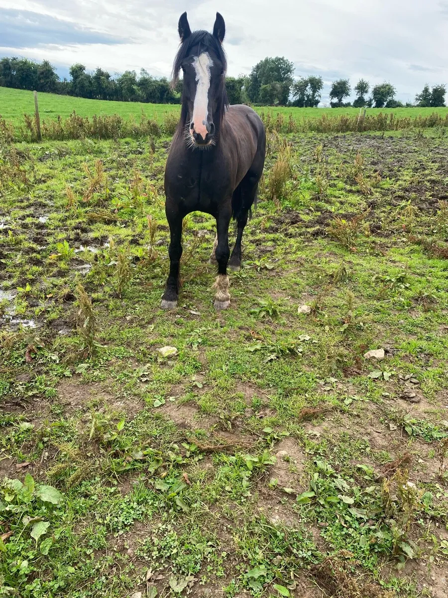 4 year old sport cob - Image 1