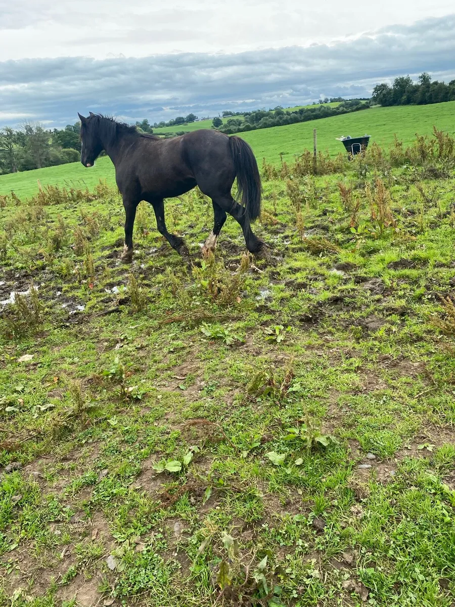 4 year old sport cob - Image 2