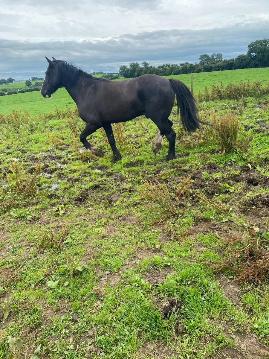 4 year old sport cob - Image 3