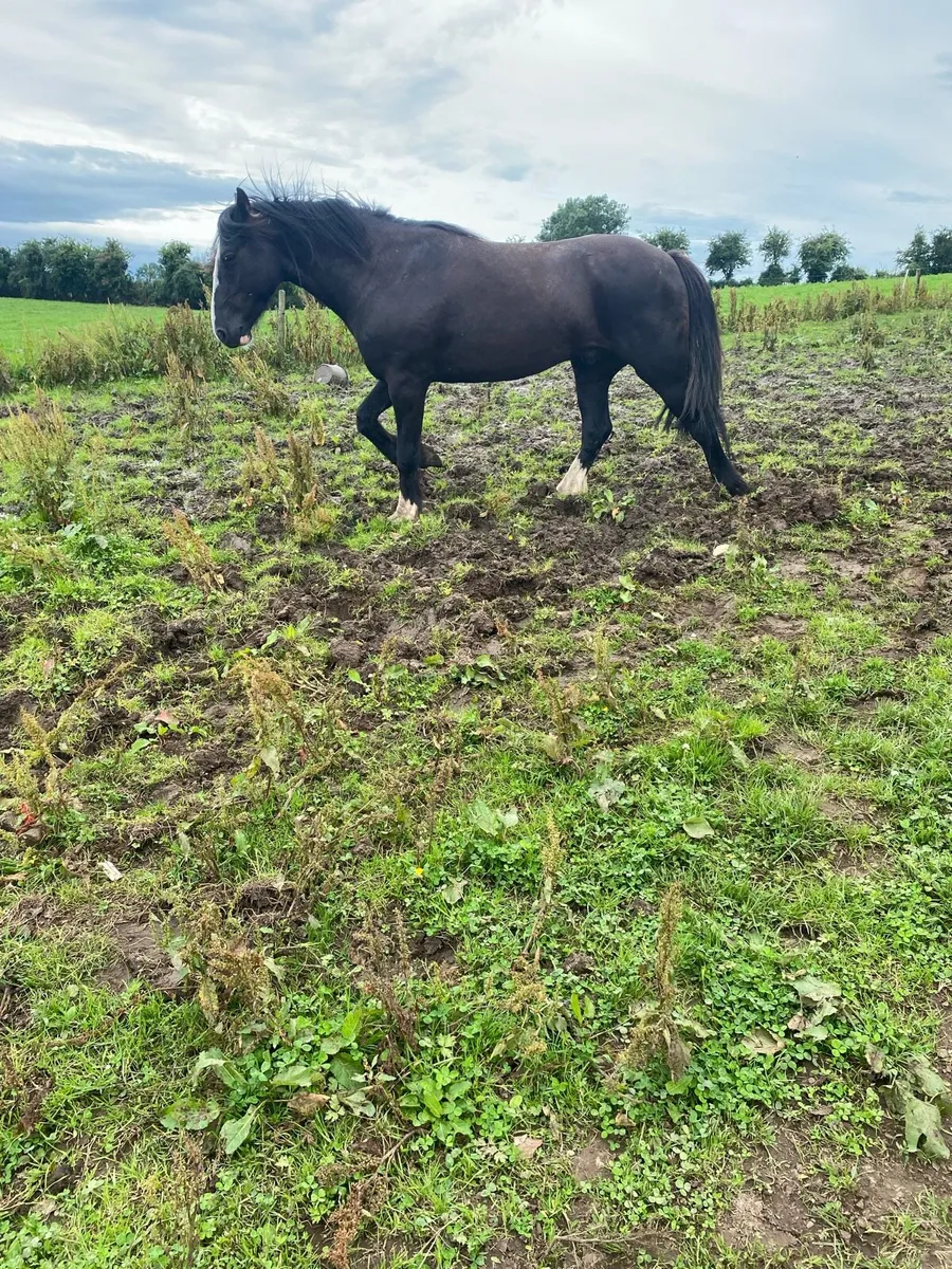 4 year old sport cob - Image 4