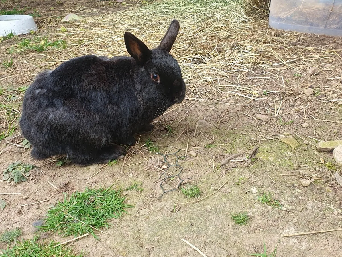 Rabbits - Image 2