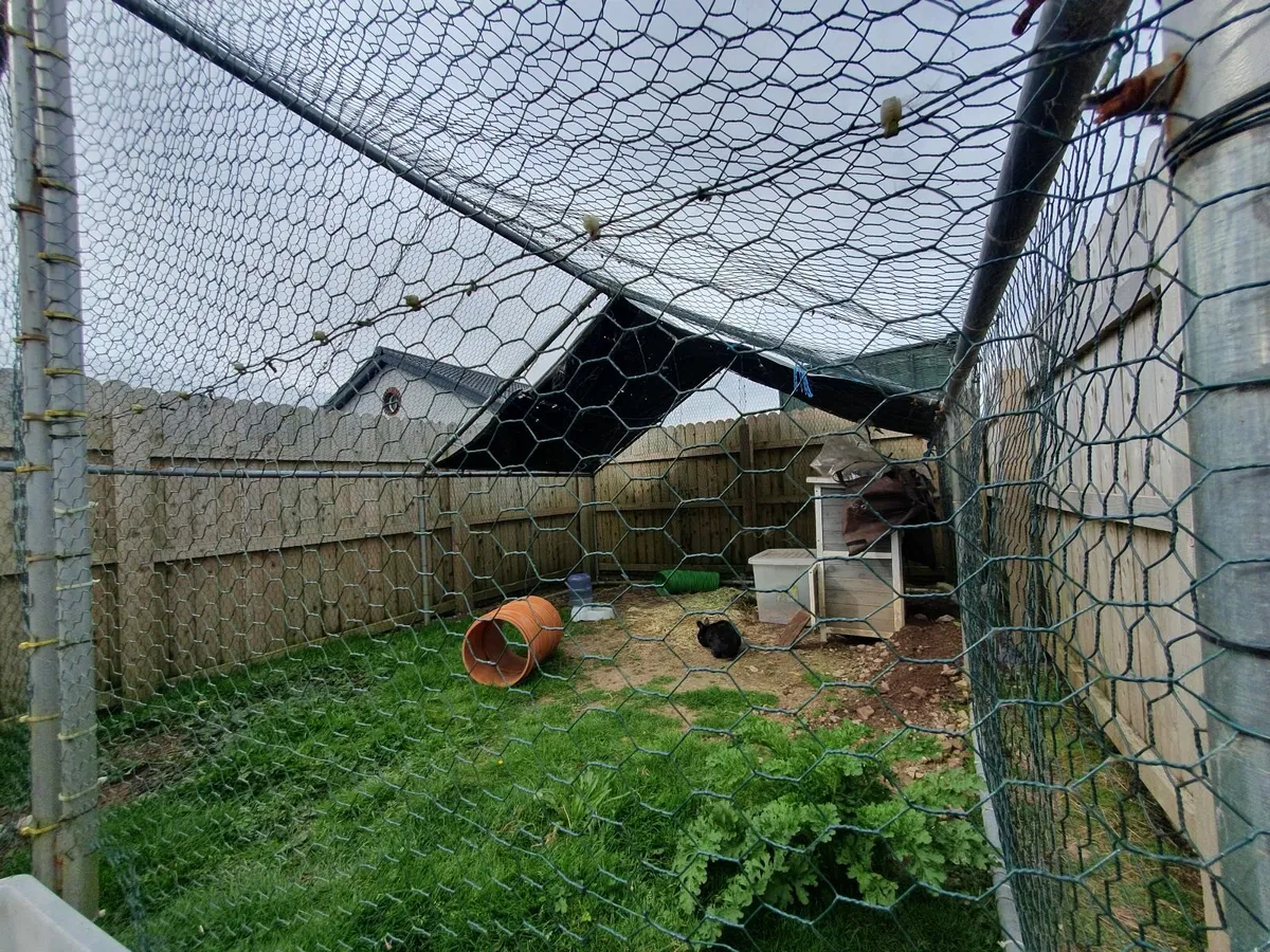 Rabbits - Image 3