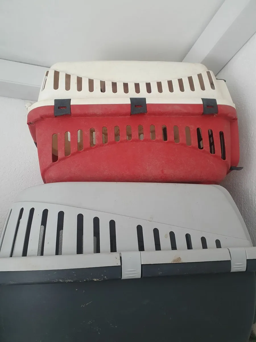 Rabbits - Image 4