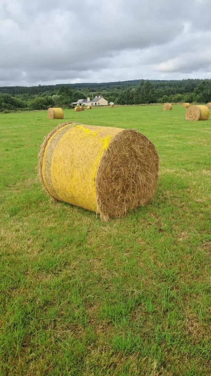 Hay - Image 1
