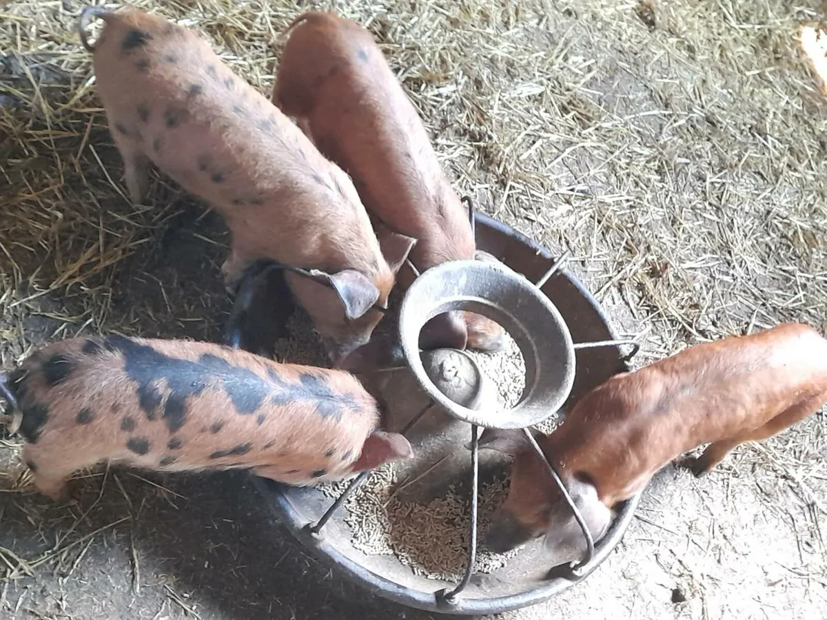 Duroc weanner pigs