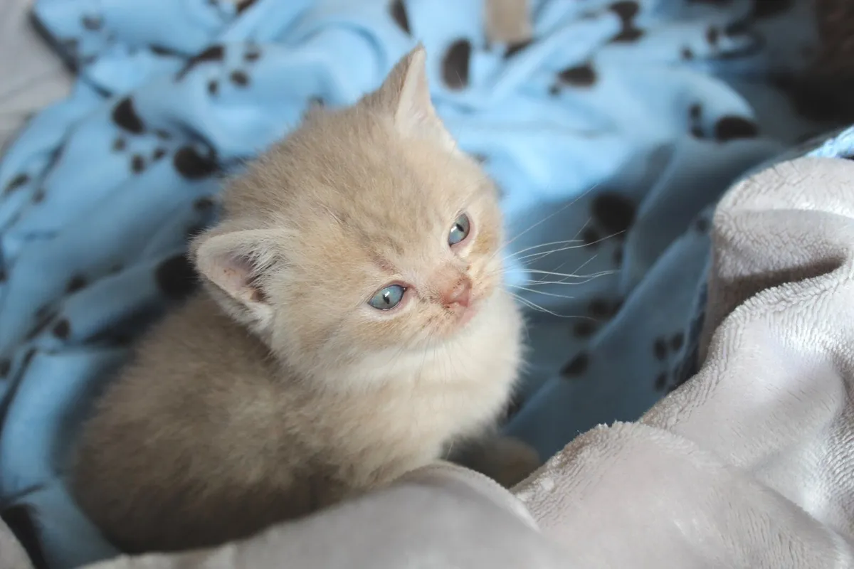 British Shorthair GCCFI Kittens - Image 2