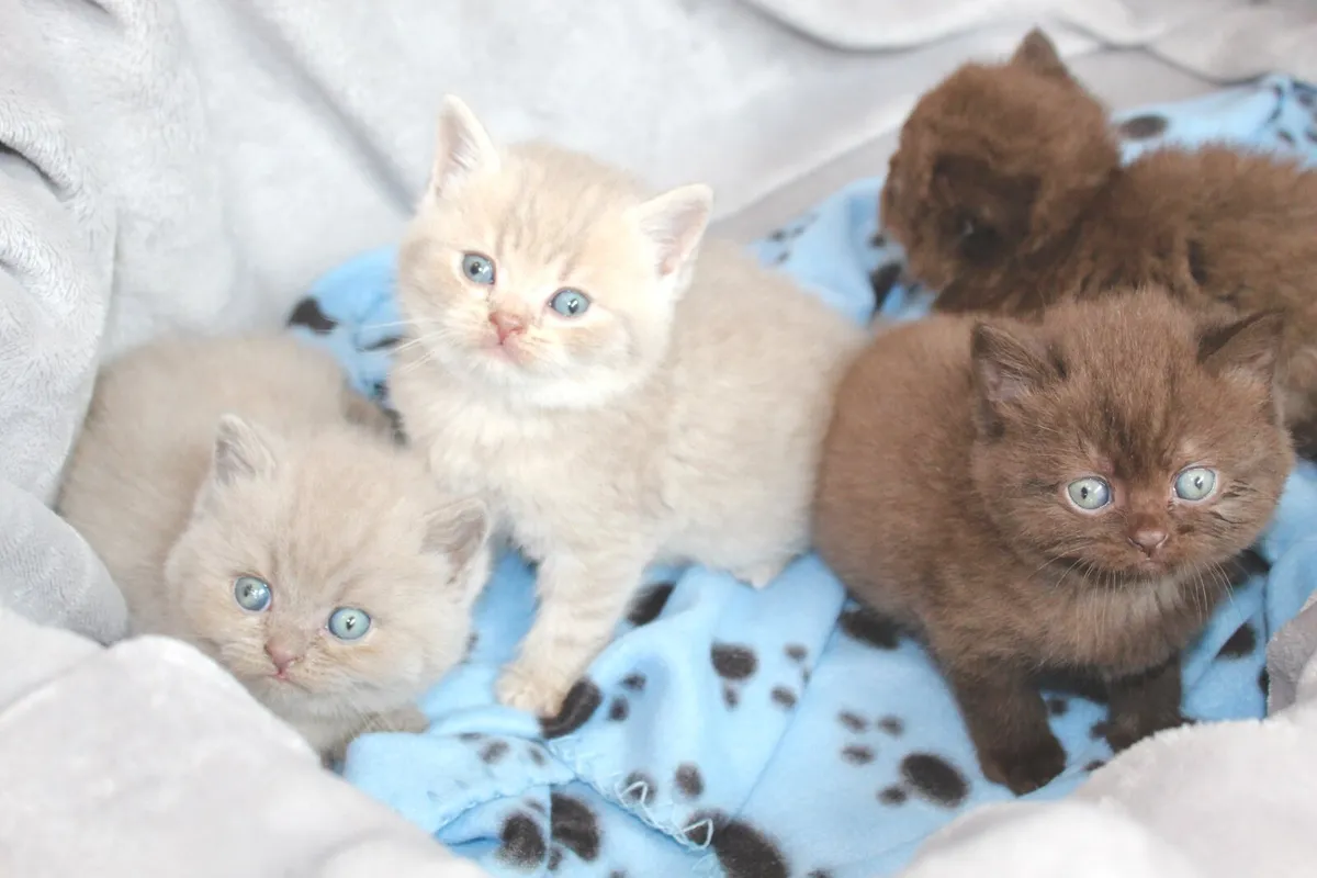 British Shorthair GCCFI Kittens - Image 1