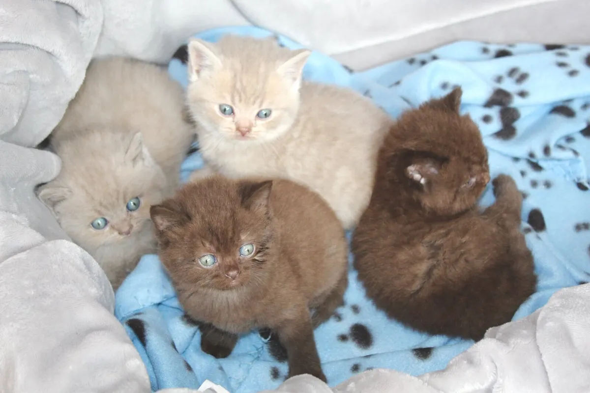 British Shorthair GCCFI Kittens - Image 3
