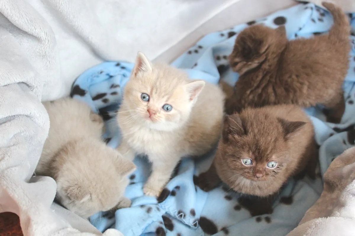 British Shorthair GCCFI Kittens - Image 4
