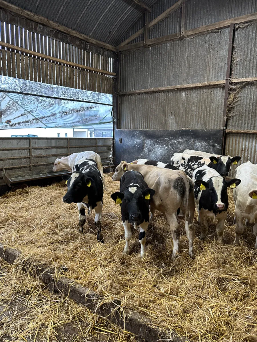 Blue and Charolais bulls - Image 1
